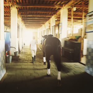 Horse in stables