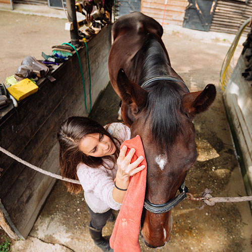 Humberstone Farm Equestrian Centre