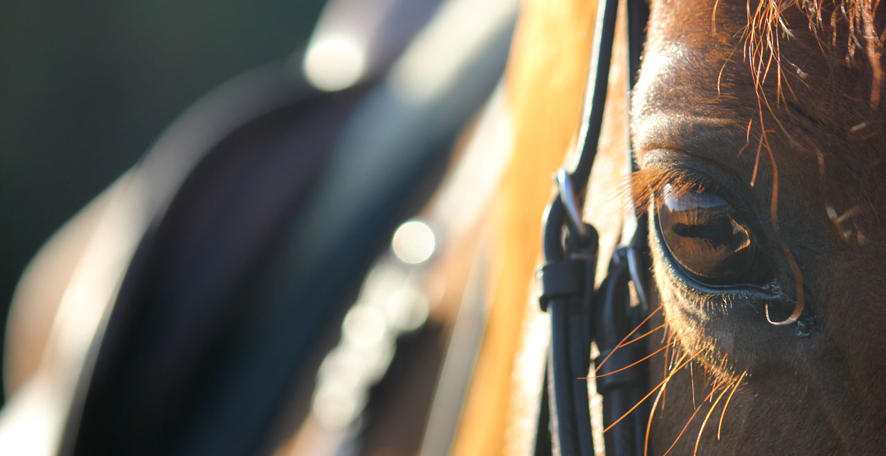 Humberstone Farm Equestrian Centre