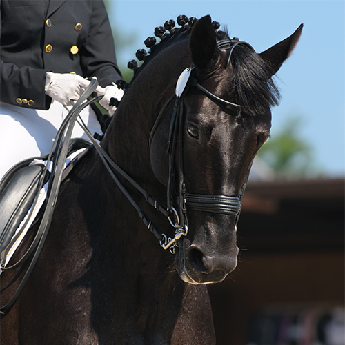 Humberstone Farm Equestrian Centre