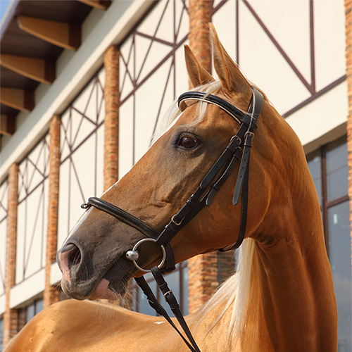 Horse Outdoors