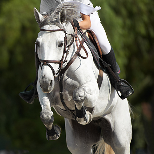 Equestrian Results