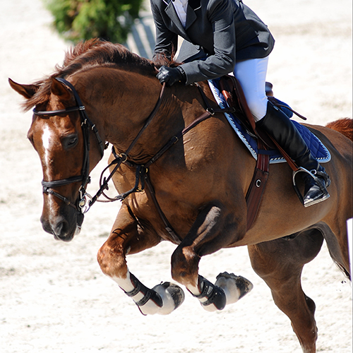 Running Horse